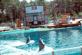 Dolphins perform at Sea World - Orlando, Florida .