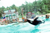 Killer whale performs at Sea World - Orlando, Florida .