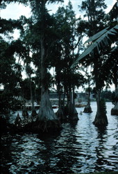 Cypresses on the shore - Winter Haven, Florida
