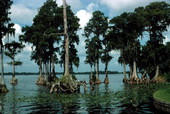 Cypress trees at Cypress Gardens - Winter Haven, Florida