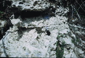 Fossils in rocks at Suwannee Springs- Live Oak Region, Florida