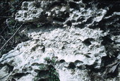 Fossils embedded in rocks - Suwannee Springs, Florida