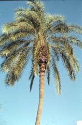 Close up of a palm tree - Miami, Florida