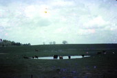 Cattle graze in pastures - Suwannee County, Florida