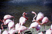 Flamingos at Parrot Jungle - Miami, Florida .