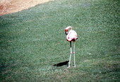 Lone flamingo at Parrot Jungle - Miami, Florida