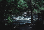 Lime Sink Run in Suwannee River State Park