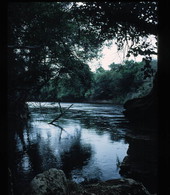 Suwannee River State Park