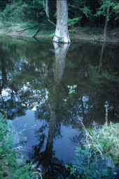 Lime Sink Run in Suwannee River State Park