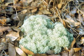 Moss grows in Suwannee River State Park