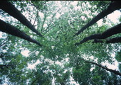 Looking into the sky at Suwannee River State Park