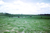 Cattle grazing - Suwannee County, Florida