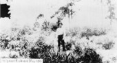 A.C. "Tony" Mickelson, member of the first engineering crew, at Hollywood Boulevard, May 1, 1921, before clearing of underbrush started..