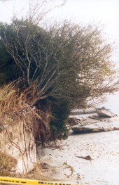 Trees uprooted by erosion - Little Talbot Island, Florida