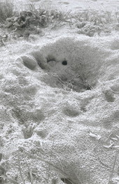 Disturbed loggerhead turtle nest - Little Talbot Island, Florida .