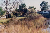 Trees and homes near the canal - Horseshoe Beach, Florida