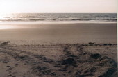 Site of the nest and the beach - Little Talbot Island, Florida