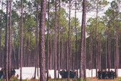 View showing some participants in battle reenactment during festival at Olustee Battlefield Historic State Park - Baker County, Florida.