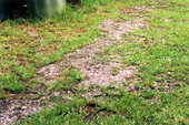 Native American shell midden on south-west end of Big Talbot Island State Park - Jacksonville, Florida .