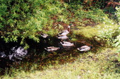 Mallard ducks on south-west end of Big Talbot Island State Park - Jacksonville, Florida .