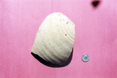 Spanish olive jar sherd from the San Juan del Puerto mission on Fort George Island - Jacksonville, Florida .