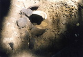 Remains of a ceramic vessel and shell dipper being uncovered at Big Talbot Island State Park.