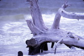 Close-up view of driftwood - Sarasota, Florida