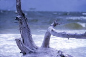 Close-up view of driftwood - Sarasota, Florida