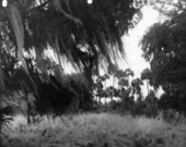 View of woods where The Yearling was filmed