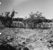 Crop fields at Baxter Place