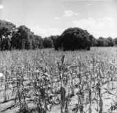 Crop fields at Baxter Place