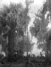 Palmettos and Spanish moss.