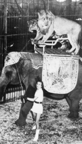 Harriet Beatty with her animal act at Clyde Beatty's Jungle Zoo in Ft. Lauderdale.