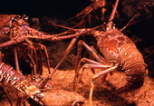 Florida spiny lobsters at the Miami Seaquarium attraction.