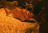 Unidentified fish at the Miami Seaquarium attraction.