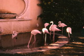 View of flamingos at the Hialeah Park racetrack.