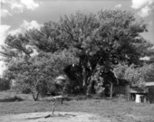 Champion Camphor tree in Wauchula, Florida.