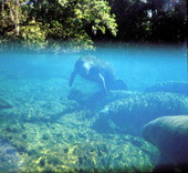 Manatees under water in Florida.