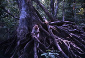 View showing a Rhesus monkey at the Silver Springs attraction in Ocala, Florida.