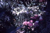 White lilies and chrysanthemums at the Cypress Gardens theme park in Winter Haven, Florida.