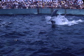 View of a dolphin show at the Miami Seaquarium attraction.