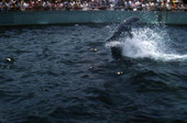 Scene from a dolphin show at the Miami Seaquarium attraction.