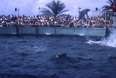 Audience watching a dolphin show at the Miami Seaquarium attraction.