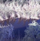 View showing a young alligator in the Everglades.