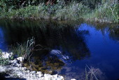Gator in the Everglades.