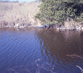 View showing a gator in the Everglades.
