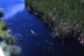 Alligator swimming in the Everglades.