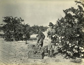Picking oranges about 1/4 mile from Pinecrest Villa, Tampa, Florida.