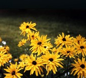 Close-up view of Gloriosa Daisy (Rudbeckia hirta) at Florida Cypress Gardens in Winter Haven, Florida.