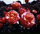 Close-up view of roses at Florida Cypress Gardens in Winter Haven, Florida.